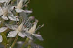 Osceola's plume <BR>Death camas <BR>Crow poison